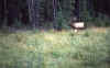 C Rockies 023 Sep-1981 Elk.jpg (144042 bytes)