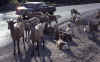 C Rockies 034 Sep-1981 Mtn Sheep.jpg (192471 bytes)