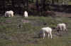 C Rockies 037 Sep-1981 Goats.jpg (212357 bytes)