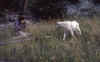 C Rockies 039 Sep-1981 Baby Goat.jpg (171031 bytes)