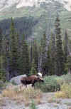 C Rockies 043 Sep-1981 Moose.jpg (220489 bytes)
