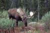 C Rockies 044 Sep-1981 Moose.jpg (197454 bytes)