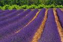 Lavender_1