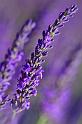 Lavender_2