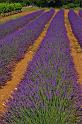 Lavender_6