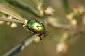 Beetles_03