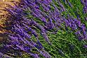 Lavender_08