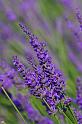 Lavender_3