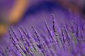 Lavender_4