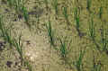 1952-3 Japan 122 Newly Transplanted Rice.jpg (497715 bytes)