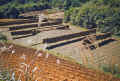 1952-3 Japan 124 Rice Drying Before Threshing.jpg (419069 bytes)