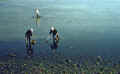 1952-3 Japan 131 Shellfish Hunting nr Yokosuka.jpg (248075 bytes)