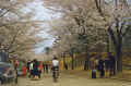 1953 Japan 135 Sakura Day 1953.jpg (375105 bytes)