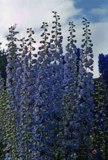 1953-54 Stanley Park Vancouver BC 381.jpg (2103940 bytes)