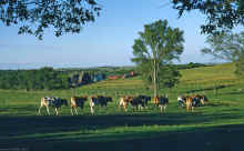 1953 Berts Farm 281 Guernseys.jpg (2528393 bytes)