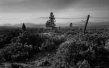 1953_Northern_California_171.jpg (4823651 bytes)