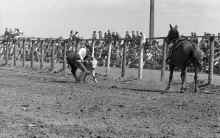 1954_early_Soap_Lake_WA_Rodeo_201.jpg (2767934 bytes)