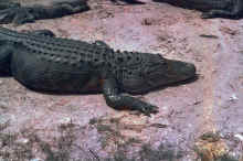 1956 Florida 401.jpg (3002148 bytes)