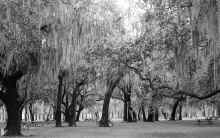 1957_NOLA_Papa_Celestines_Burial_010.jpg (8087926 bytes)