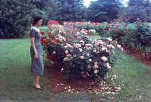 1958-06_JL_Blilie_Family_007.jpg (3107844 bytes)