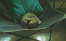 1958_JL_Blilie_Family_098.jpg (1355247 bytes)