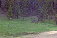 1963-06_JLBlilie_Family_313_Yellowstone_NP.jpg (2288718 bytes)