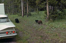 1963-06_JLBlilie_Family_314_Yellowstone_NP.jpg (2096873 bytes)