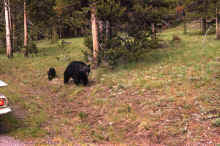 1963-06_JLBlilie_Family_315_Yellowstone_NP.jpg (3673568 bytes)