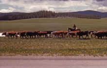 1963-06_JLBlilie_Family_325_Bighorn_Mtns.jpg (2029930 bytes)