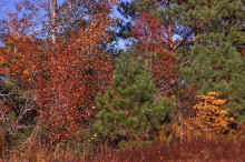 1963-10_JLBlilie_Family_351.jpg (4725320 bytes)