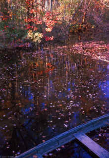 1963-10_JLBlilie_Family_353.jpg (2919137 bytes)