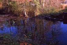 1963-11_JLBlilie_Family_355_Near_NfkVA.jpg (3348373 bytes)