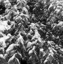 1964-Dec-6_Chelsmford_MA_002.jpg (16472800 bytes)