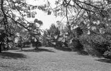 1965-Fall_Robin_Hill_Tower_166.jpg (4415715 bytes)