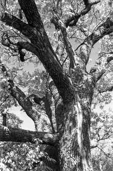 1965-Fall_Robin_Hill_Tower_171.jpg (5403723 bytes)