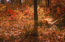 1966-10_JLBlilie_Family_433_Chelmsford.jpg (5077162 bytes)