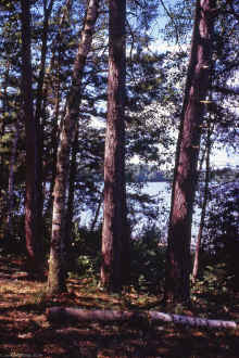 1969-07_JL_Blilie_Family_535_Mitchell_Lake.jpg (3055265 bytes)