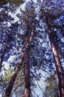 1969-07_JL_Blilie_Family_536_Mitchell_Lake.jpg (4530771 bytes)