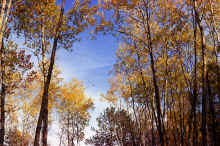 1971-09_JL_Blilie_Family_588.jpg (4638236 bytes)