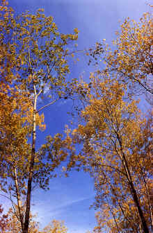 1971-09_JL_Blilie_Family_589.jpg (4543984 bytes)