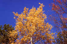 1971-09_JL_Blilie_Family_591.jpg (3817154 bytes)