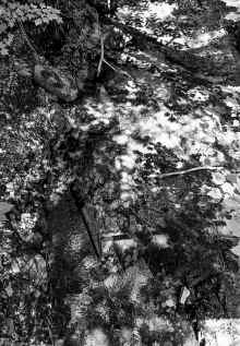 1992-07_North_Shore_889.jpg (4954319 bytes)