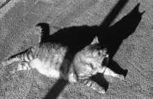 1992-Fall_Larry_Cat_Isanti_929.jpg (2907157 bytes)