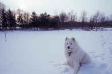 1993-02 Taka Isanti 1.jpg (11012285 bytes)