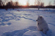 1993-02 Taka Isanti 2.jpg (13722192 bytes)