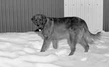 1993-Dec_Scout_dog_Isanti_160.jpg (1502122 bytes)