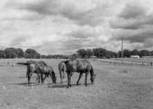 1993_Isanti_130.jpg (2411830 bytes)