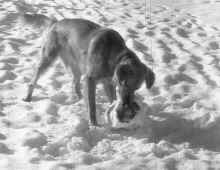 1994_Scout_dog_Isanti_163.jpg (1586155 bytes)