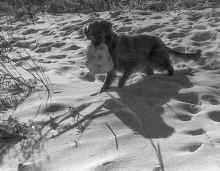 1994_Scout_dog_Isanti_165.jpg (1272391 bytes)