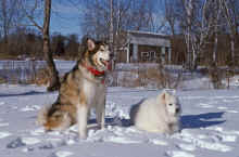 1995-12 Taka Kobuk Isanti 01.jpg (3777324 bytes)